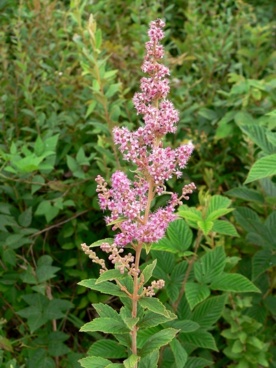 {Spiraea tomentosa}
